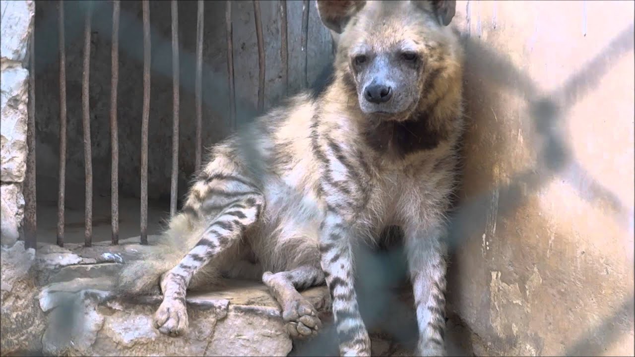 Caged Animals of Jaipur Zoo - YouTube