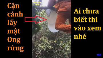 CẬN CẢNH LẤY MẬT ONG RỪNG _ Dưa Hấu TV