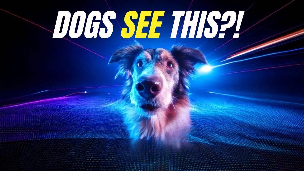 THINGS That Dogs Can See That WE CAN'T