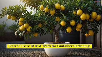 10 Best Citrus Trees for Containers Growing Citrus In Pots