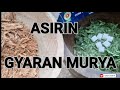 ASIRIN GYARAN MURYA