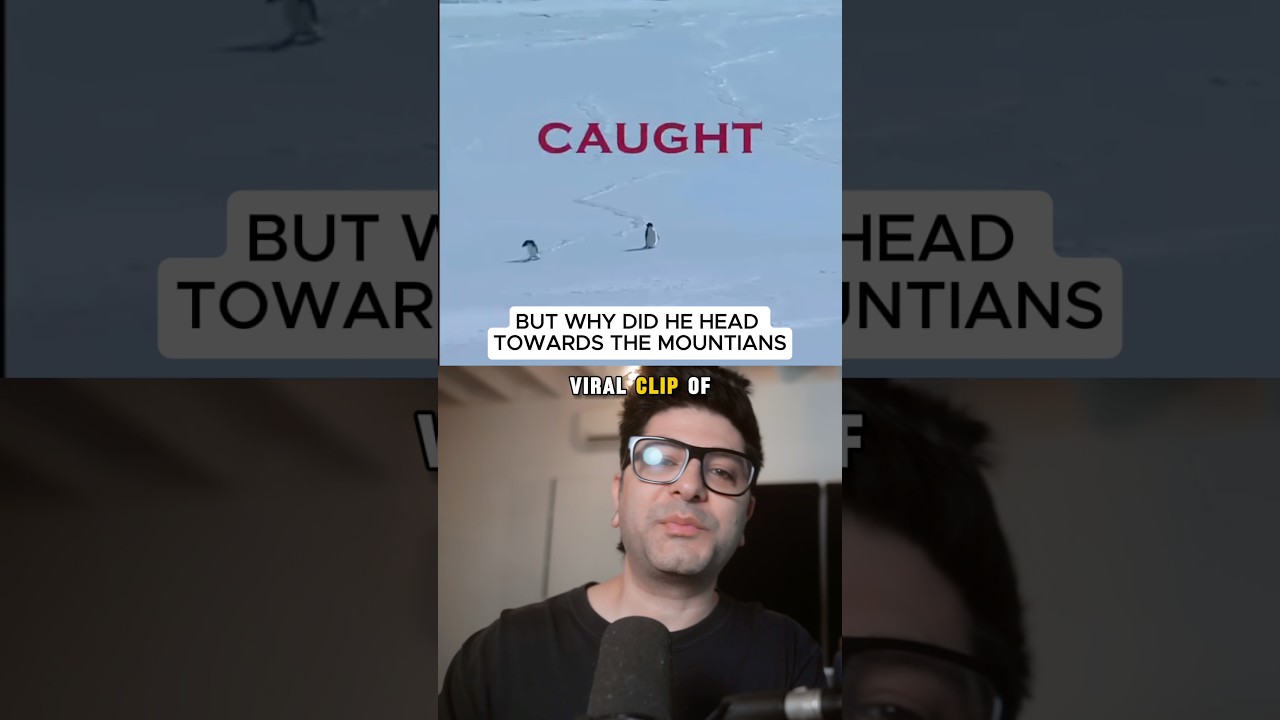Why did the penguin head towards the mountain?