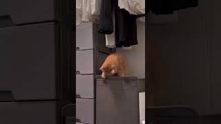 Purrs And Pranks #7 #Funny #Cat #Pets