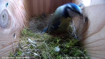 Gardenature Sideview Box IP camera (HD)  Nest box Diary