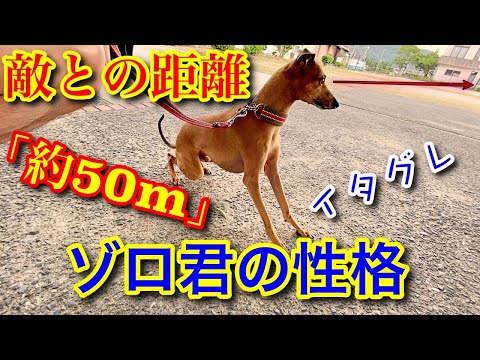 犬と出会うと興奮してしまう！イタグレと背後から笑ってるラブラドール