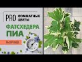 Фатсхедера Пиа - пестролистная экзотическая лиана с уникальными листьями