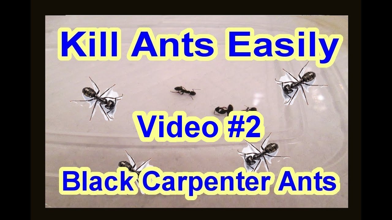 Easy Diy How To Get Rid Of Black Carpenter Ants Garden Termite Kinds Video 1 Youtube