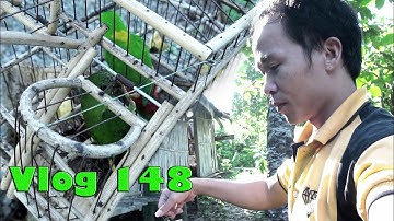 Menjebak SERINDIT yang lewat depan rumah _ VLOG  148