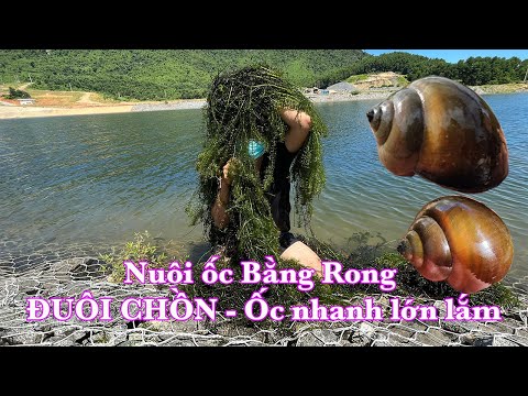 Video RONG ĐUÔI CHỒN - THỨC ĂN TỐT NHẤT CHO ỐC BƯƠU ĐEN, ỐC... - youtube