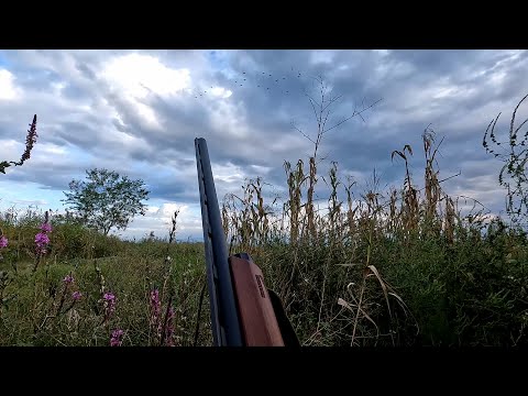 ძალიან მაგარი ნადირობა გამოგვივიდა მეგობრებთან ერთად. ნადირობა გვრიტზე და მწყერზე კახეთში 2023.