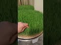 سمنک