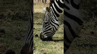Zebra grazing 🦓.