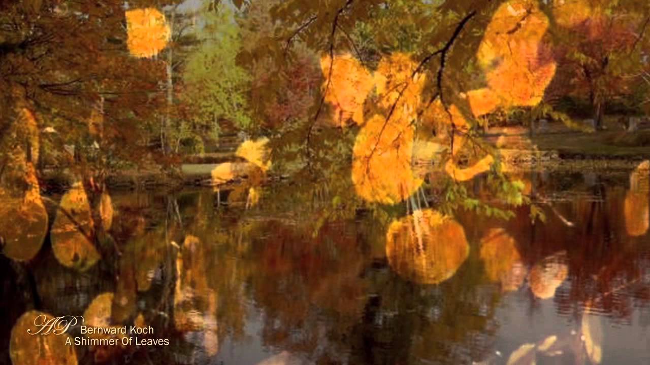 BERNWARD KOCH - A Shimmer Of Leaves(Relaxing, soothing music) - YouTube