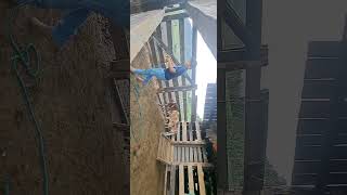 curando o bezerro