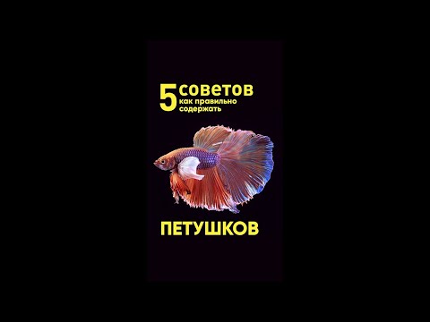 5 советов как правильно содержать петушков #Shorts