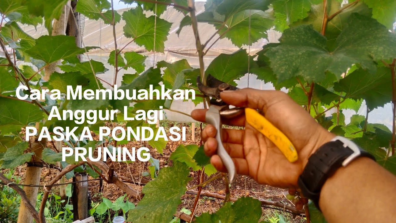 CARA MEMBUAHKAN ANGGUR KEMBALI SETELAH FOUNDATION  PRUNING⁉️