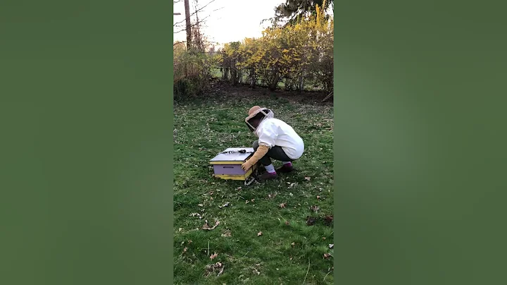 Packing up the bees Part 2/2