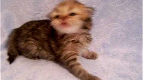 Video 5324851: persian kittens cattery, shaded golden persian kitten, persian kitten doll
