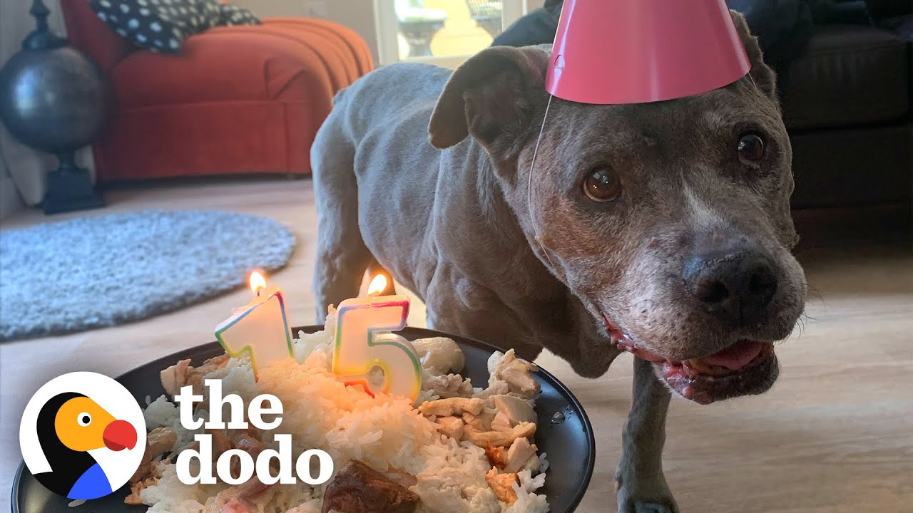 Senior Pittie's Best Years Are Yet To Come | The Dodo Pittie Nation