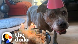 Senior Pittie's Best Years Are Yet To Come | The Dodo Pittie Nation