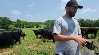 Natural Cattle Fly Control: Preventing Pinkeye with Vegetable Oil Treatment!