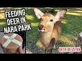 Feeding Deer at Nara Park + Onsen experience | Day 6: BETH IN JAPAN