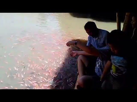 [Full Download] Mainan Anak Permainan Anak Laki Ikan Hiu 