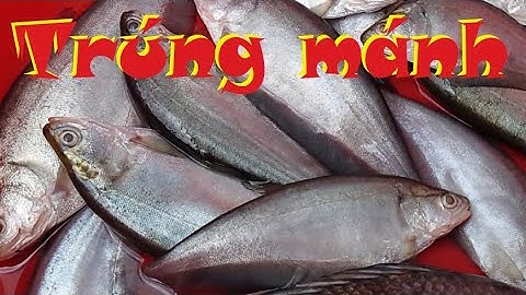 Trúng THÁC LÁC tại Mộc Hóa mới