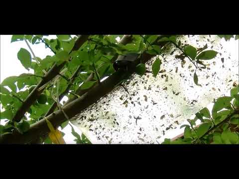 კახეთში დამონტაჯებულმა ფერომონებმა აზიური ფაროსანას არსებობა არ დაადასტურა