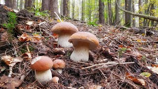 Porcini mushrooms grow in groups.