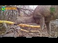 European roe deer eat branches off a tree felled by beavers / Европейские косули Capreolus capreolus