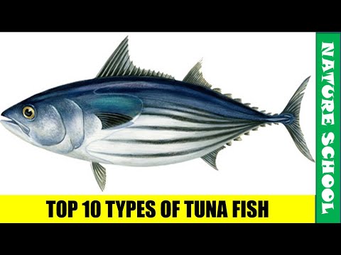 Indian Name For Tuna
