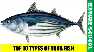 Top 10 types of tuna fish varieties | popular tuna fish varieties || NATURE SCHOOL