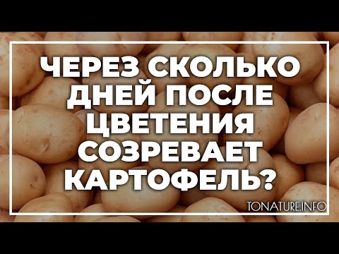 Через сколько дней после цветения созревает картофель? | toNature.Info