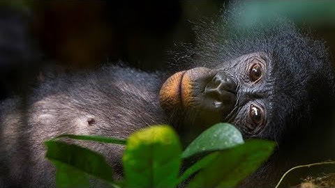 15,000 Bonobos. 15,000 Supporters.