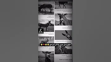 اباوع بالصور واذكر الراحو لك شالو راحو 