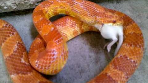 Cornsnake Hunts Live Mouse