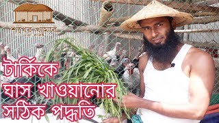 Green Food for Turkey Bird । টার্কিকে ঘাস খাওয়ানোর সঠিক নিয়ম । Turkey farming