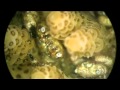 Tiny crab helping protect the reef abc news australian broadcasting corporation