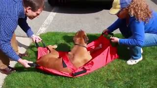New Walkin' Pet Transport Stretcher Instructional Video!