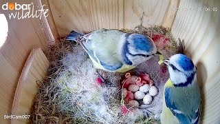 Die Küken schlüpfen  12 Eier im Nistkasten Livestream | Happy & Holly
