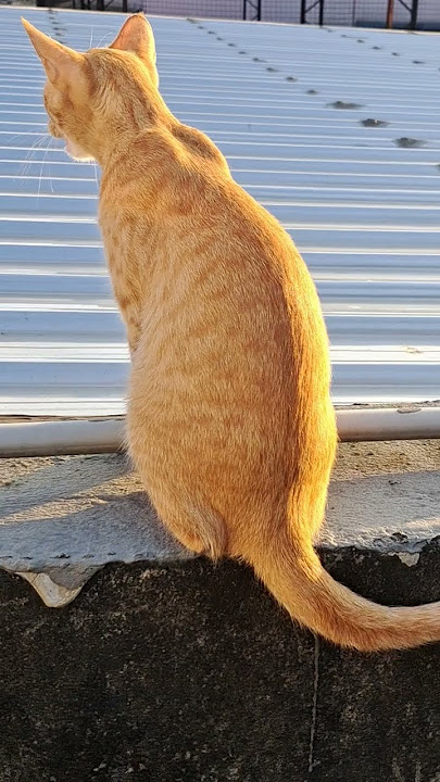 My Cat #Twinkle #viralshort #viralvideo #cat #catlover #cutecat #funny #animals