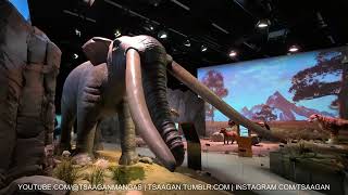 Gomphothere | Jääkauden jättiläiset | Heureka | 2025