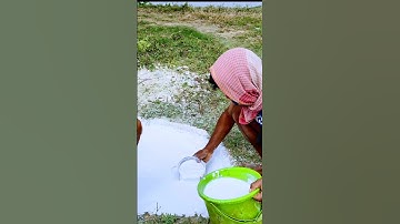 how to use lime in a pond #shortsvideo #freshwaterfish