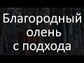 Охота на Благородного Оленя с подхода.