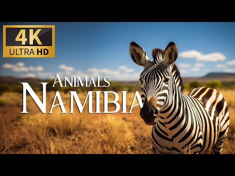 Бейне: Намибияның скелеттік жағалауындағы ең көрікті 5 жер