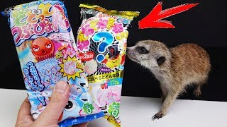 Тимон и Сурикат Тимка делаем Странные Японские Конфеты из Порошка ! NERUNERU ЧТО..?! Тимон и Сурикат Тимка делаем Странные Японские Конфеты из Порошка ! NERUNERU ЧТО..?!