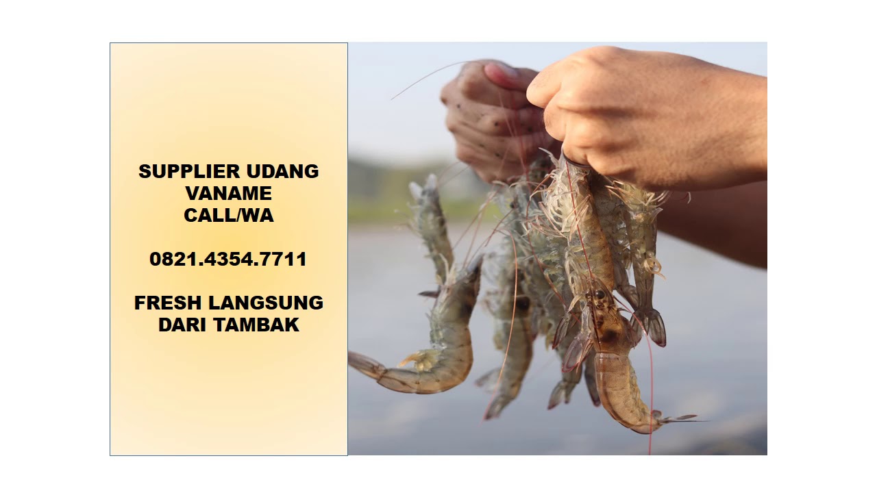 JUAL UDANG VANAME MURAH WA 0821-4354-7711 Penjual Harga ...