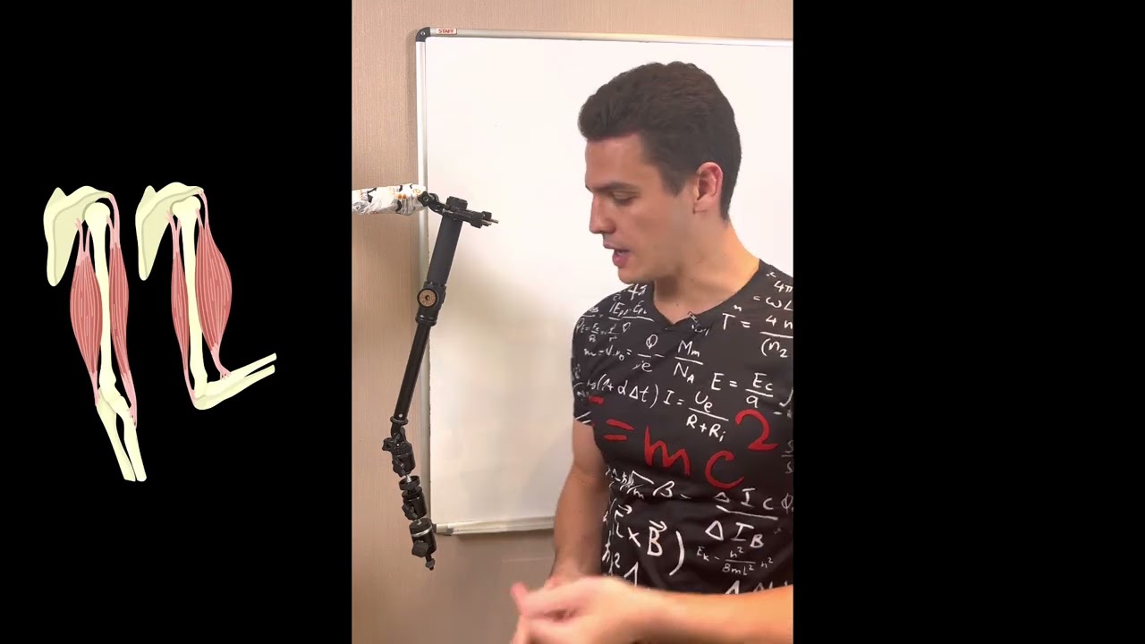 Рычаги в физике с применением к телу человека?? - YouTube