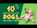 Top 10 Surprising Facts About Dogs You Didn&#39;t Know!